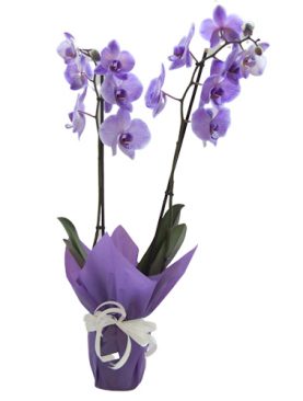Лилава орхидея