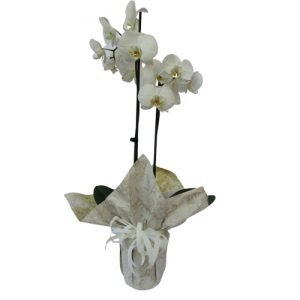 Бяла Орхидея в Саксия