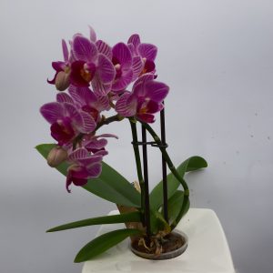 Мини Орхидея в Стъкленица